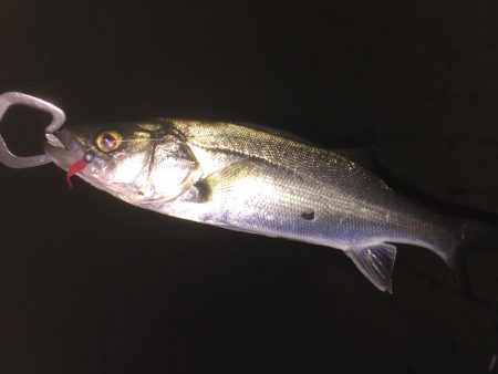 冬ロックフェスのつもりだったのに