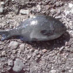 ヘダイ、グレ、小アジ等