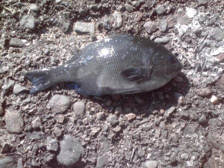 ヘダイ、グレ、小アジ等