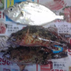 小アジ、カイズ、ガシラ等