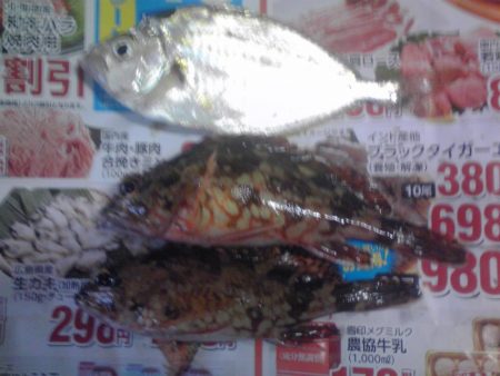 小アジ、カイズ、ガシラ等