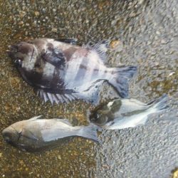 フカセで石鯛37cm・・・・