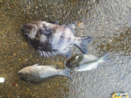 フカセで石鯛37cm・・・・