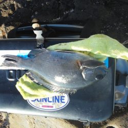 尾長祭りでした・・