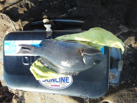 尾長祭りでした・・