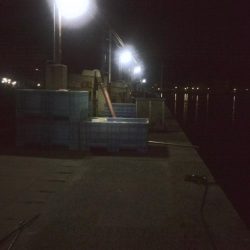 ぽつぽつヒイカ2