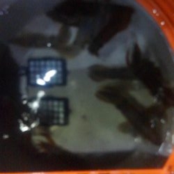 まだ早いかな？