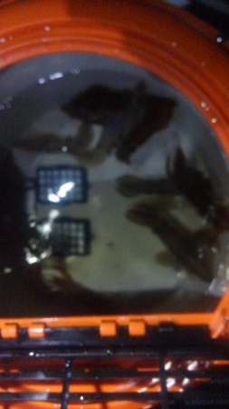 まだ早いかな？