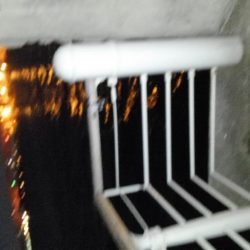 コスモスクエアにて大アジ発見