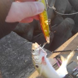 コノシロフィーバー