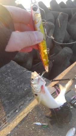 コノシロフィーバー