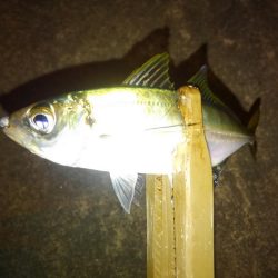 今季初ガシリング!