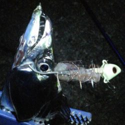 今日もタチウオ 2本