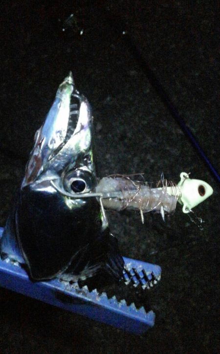 今日もタチウオ 2本