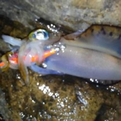 スーパームーンエギング！