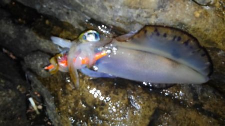 スーパームーンエギング！