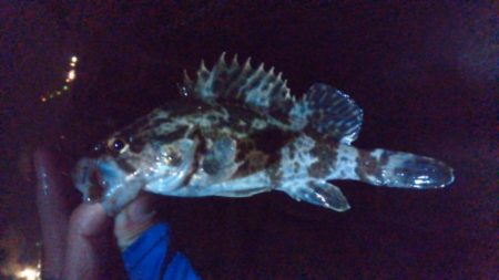 別府港でアナゴ、キビレ！