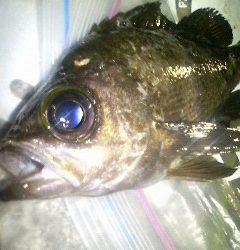 釣り納めメバリング(　ﾟﾛﾟ)!!