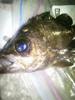 釣り納めメバリング(　ﾟﾛﾟ)!!