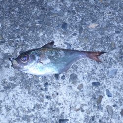 スーパームーンはアジングには逆風?