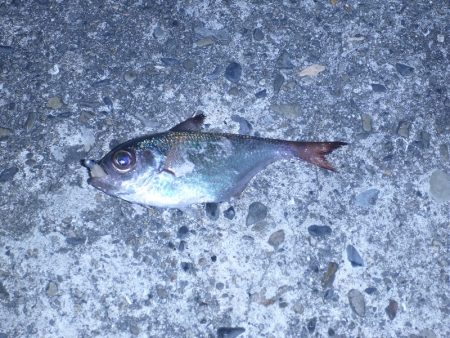 スーパームーンはアジングには逆風?