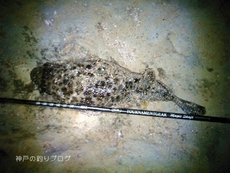 カサゴ沢山ゲット！