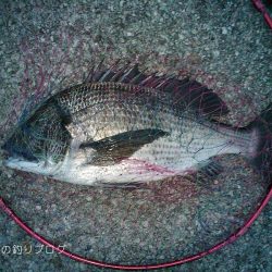 紀州釣りで良型チヌゲット！