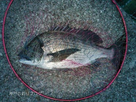 紀州釣りで良型チヌゲット！