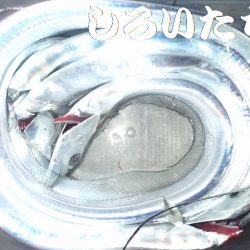 ２週間ぶりにタチウオ狙い。