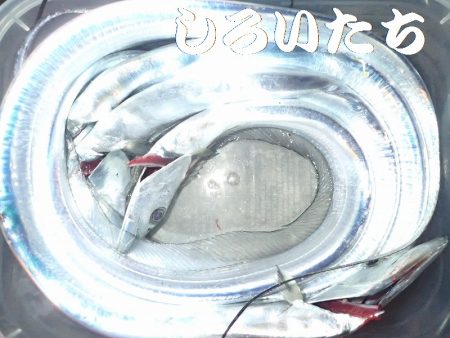 ２週間ぶりにタチウオ狙い。