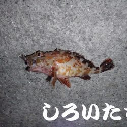 タチウオ狙いましたが