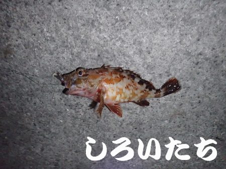 タチウオ狙いましたが