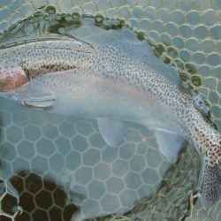 岡崎トラウトポンド釣果