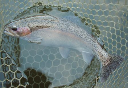 岡崎トラウトポンド釣果
