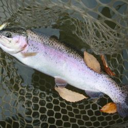 大安トラウトレイク 釣果
