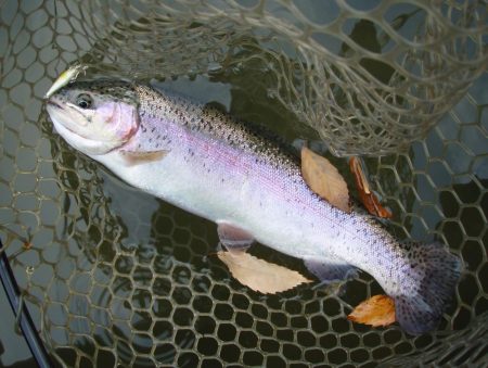 大安トラウトレイク 釣果