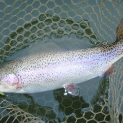 大安トラウトレイク 釣果