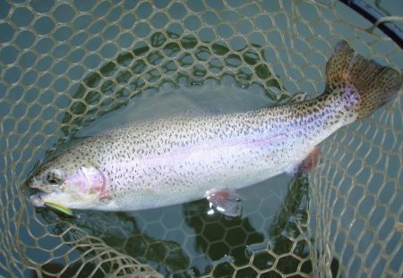 大安トラウトレイク 釣果