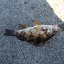 メバリングとエサ