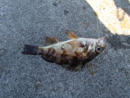 メバリングとエサ