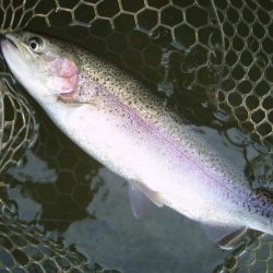 大安トラウトレイク 釣果