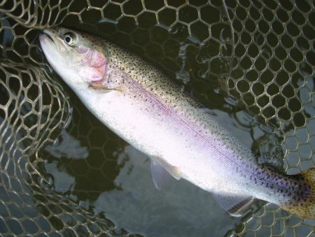 大安トラウトレイク 釣果