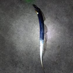 嫁の初太刀魚に完敗・・・