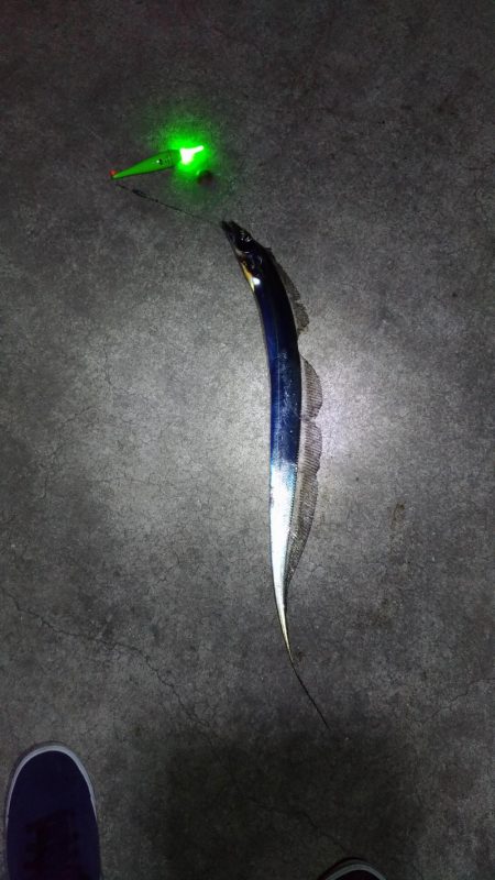 嫁の初太刀魚に完敗・・・