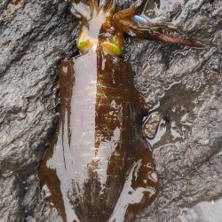 ヤエンでアオリイカ