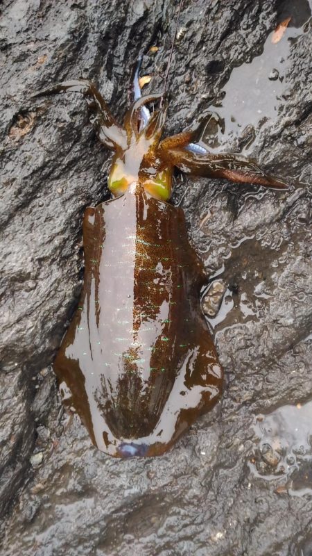 ヤエンでアオリイカ