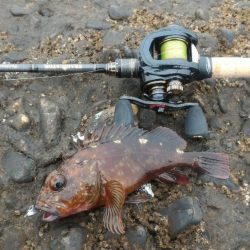 アイナメライトワインド