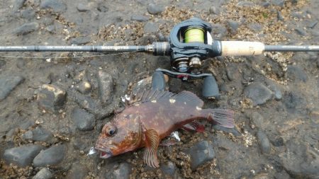 アイナメライトワインド