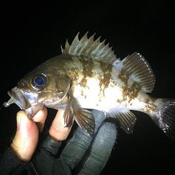 メバリング　兵庫県(瀬戸内海側)　2017年1月　カンパリ投稿オススメ記事！