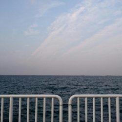 大きいタチウオ１匹